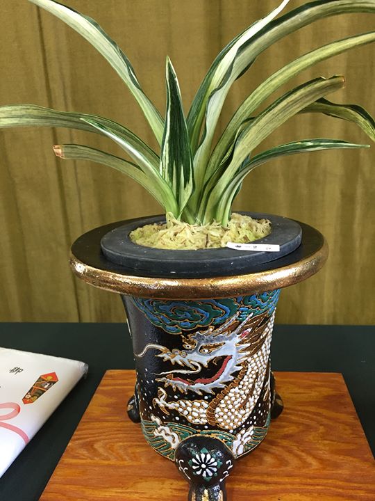 富貴蘭鉢